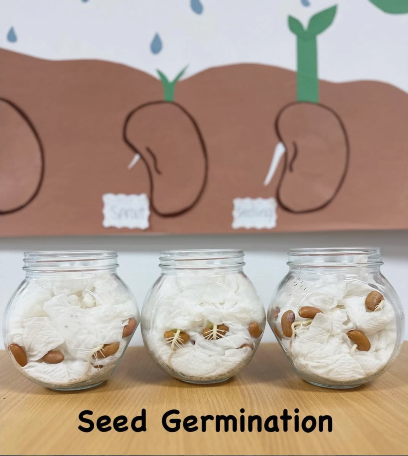 science and nature study, seed germination